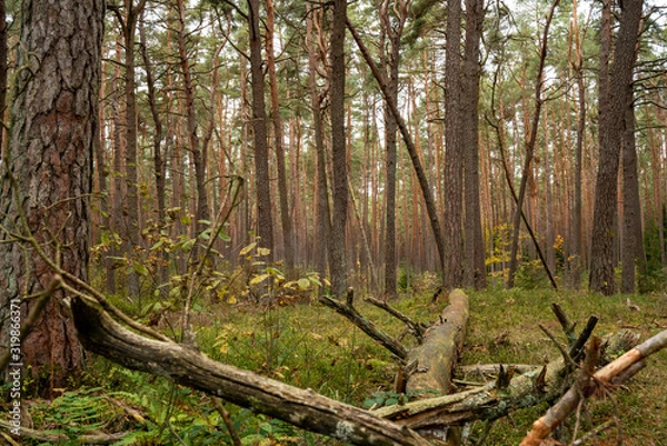 Obraz dürbuchner forst