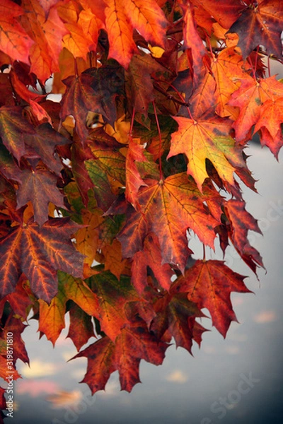 Obraz Höstfärger/Lönnlöv