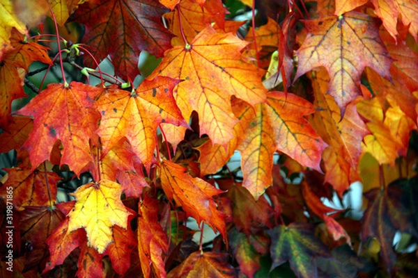 Obraz Höstfärger/Lönnlöv