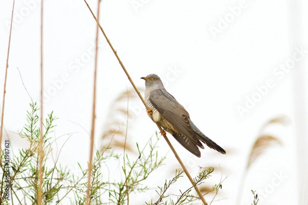 Obraz common cuckoo / Cuculus canorus