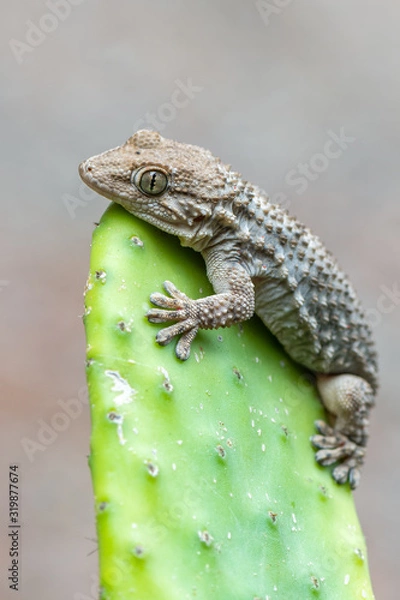 Obraz Tarentola mauritanica