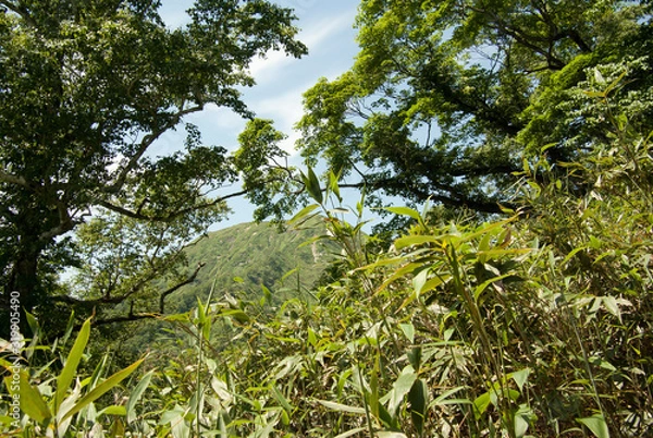 Fototapeta 登山道の風景