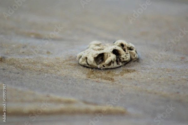 Obraz hermit crab on the beach