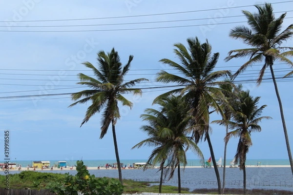 Obraz palm trees on the beach