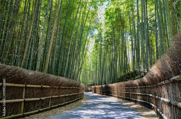 Obraz 京都　竹の径