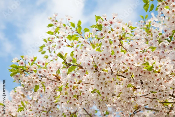 Fototapeta white blossom in spring