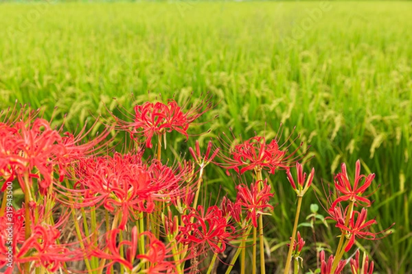 Fototapeta 田んぼを彩る彼岸花