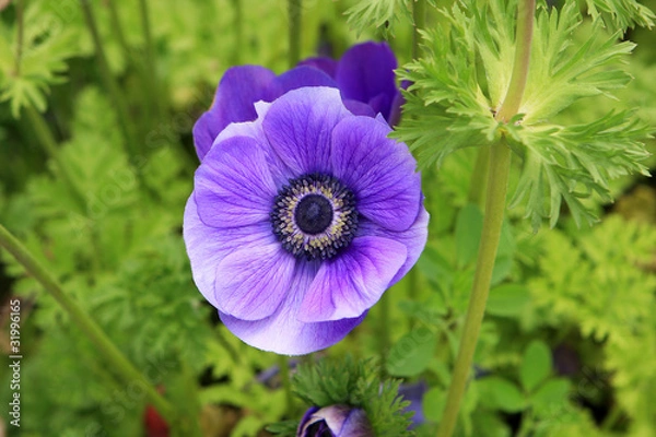 Obraz Purple anemone flower