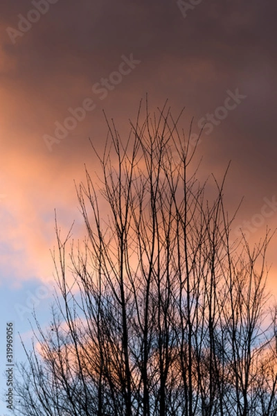 Fototapeta 夕空を背景に冬の木