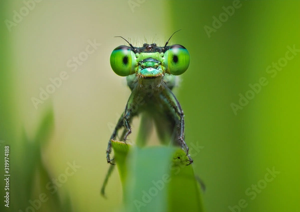 Obraz Nie widzisz mnie