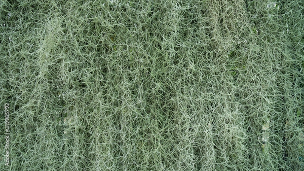 Fototapeta Close up of Spanish moss Tillandsia usneoides
