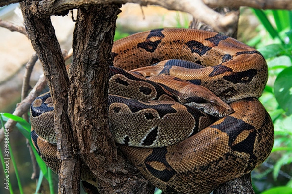 Fototapeta  royal python (Phyton regius)