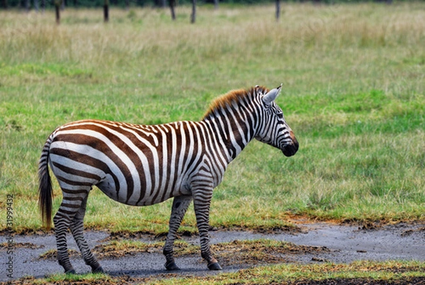 Obraz Zebra