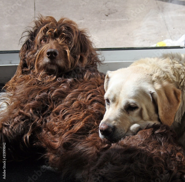 Fototapeta two dogs laying together