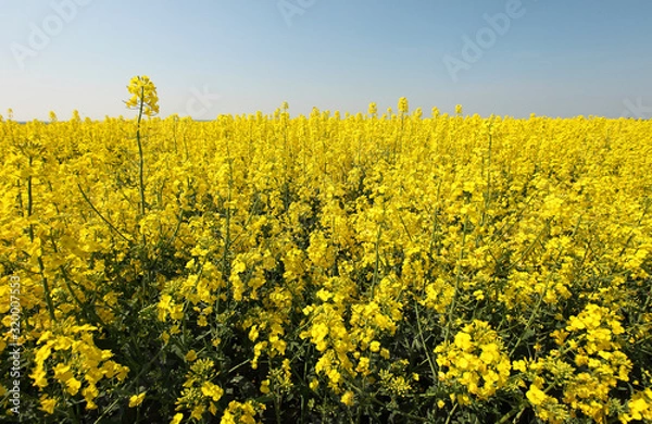 Obraz Rapeseed field detail with sky