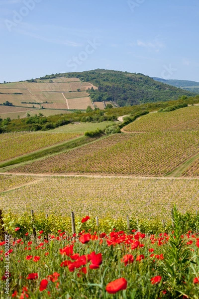 Fototapeta paysage viticole