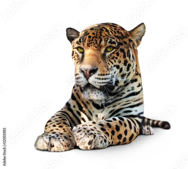 Fototapeta Jaguar, Panther, front view, isolated on white, shadow