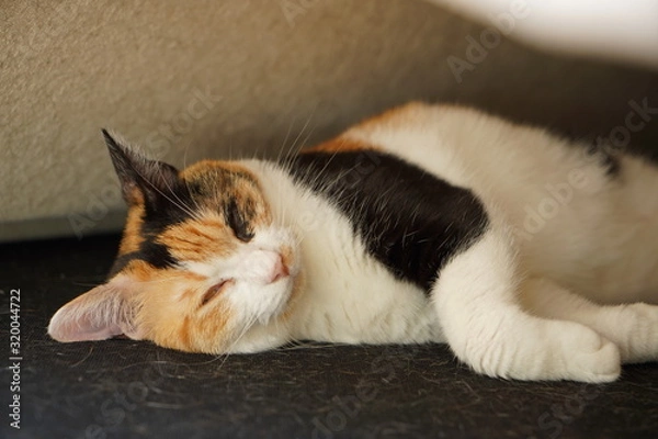 Obraz マイキャット