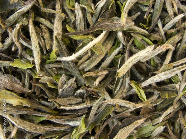Obraz White Tea - Pai Mu Tan