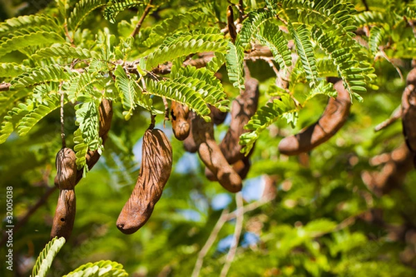 Fototapeta Tamarind tree with seed many seed pods