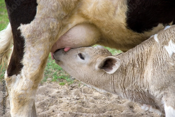 Obraz The calf sucks milk at mother