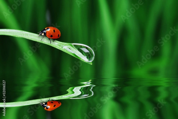 Fototapeta water drop on the grass