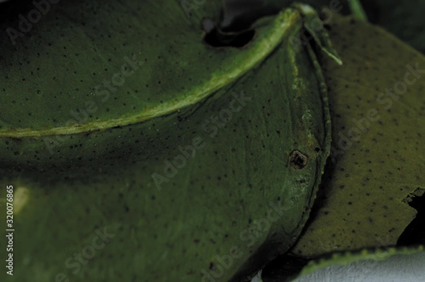 Obraz Bay Leaf close-up spice in the kitchen