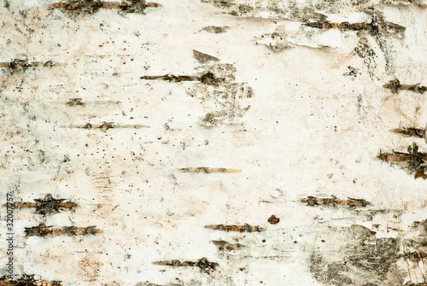 Fototapeta Close-up of birch bark texture