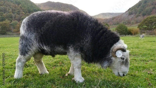 Fototapeta Sheep from the side in a field on a green grass