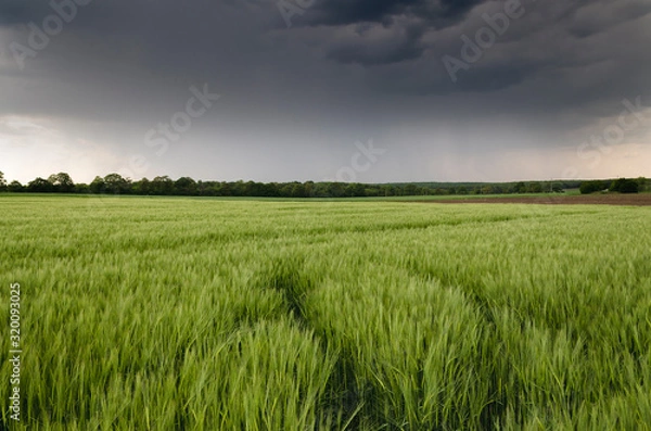 Fototapeta Close up to the agriculture field in the storm