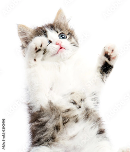 Fototapeta beautiful kitty