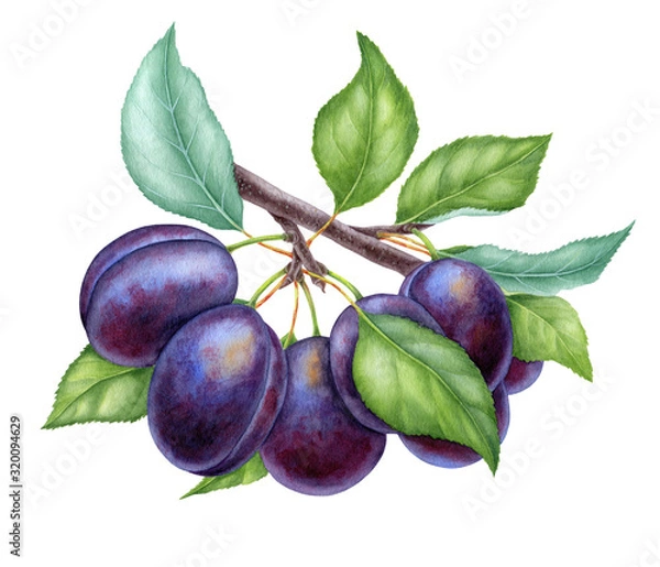 Fototapeta Watercolor illustrations with plums isolated on the white background: fruits, branch and leaves