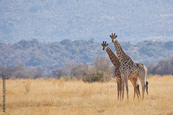 Obraz Giraffes in South Africa