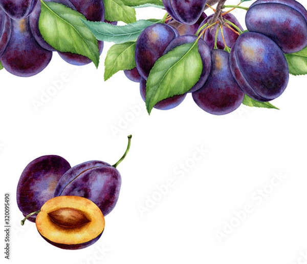 Fototapeta Watercolor illustrations with plums isolated on the white background: fruits, branch and leaves
