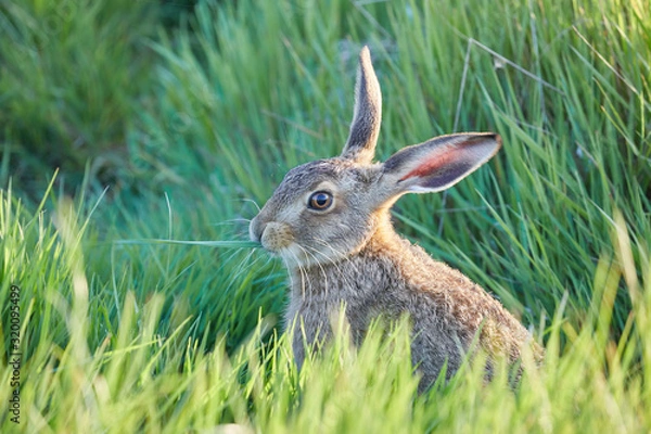 Fototapeta Brown Hare in Kent
