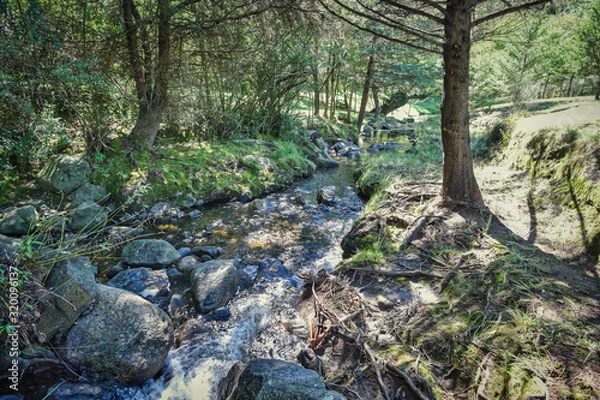 Obraz stream in the forest
