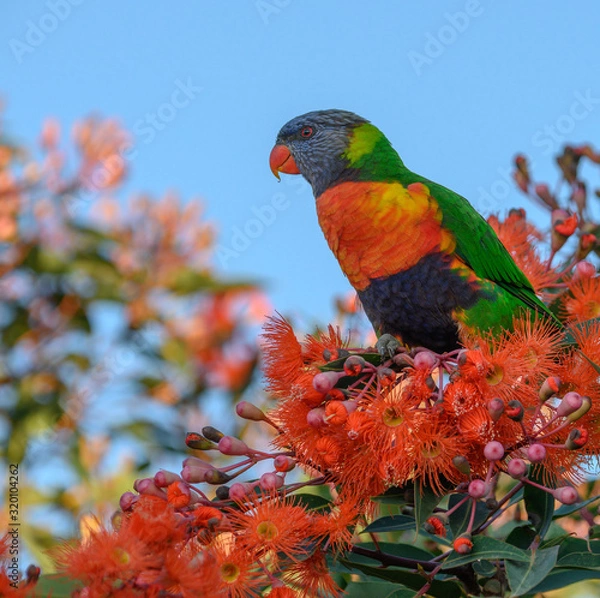 Obraz A beautiful Rainbow Lorikeet in a Flowering Gum