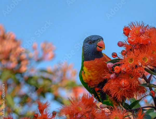 Obraz A beautiful Rainbow Lorikeet in a Flowering Gum