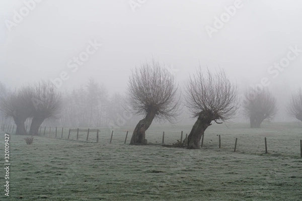 Obraz willow trees on a meadow on a foggy winter morning, lower rhine germany