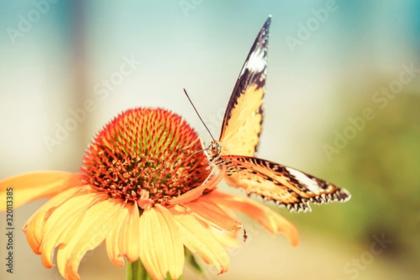 Obraz yellow butterfly on coneflower