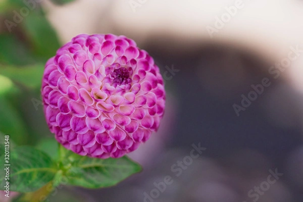Obraz pink dahlia on grey background