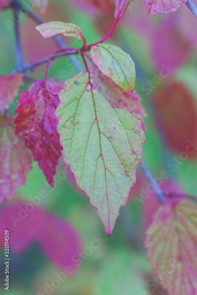 Obraz Fall leaves green and pink