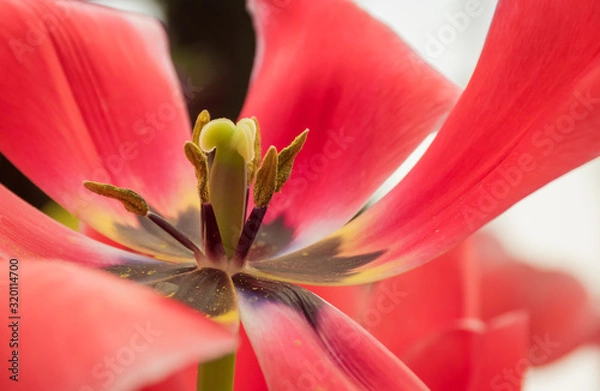 Obraz closeup red tulip blossom