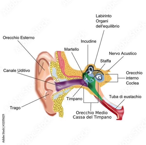 Obraz Anatomia dell'orecchio