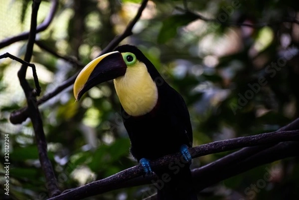 Obraz Toucan 