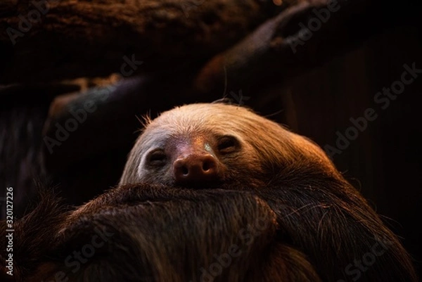 Obraz Sleeping Mammal 