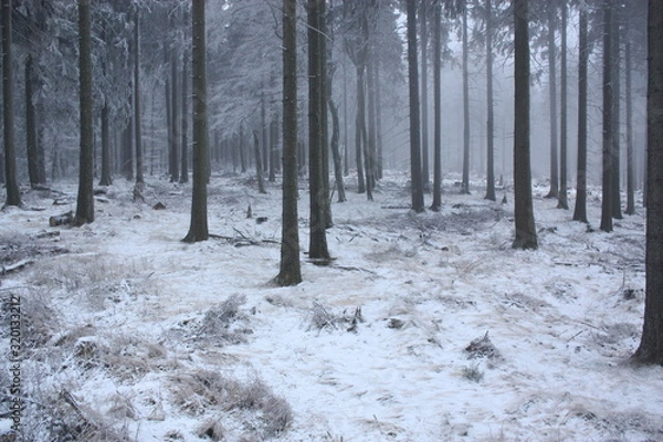 Fototapeta Winterwald