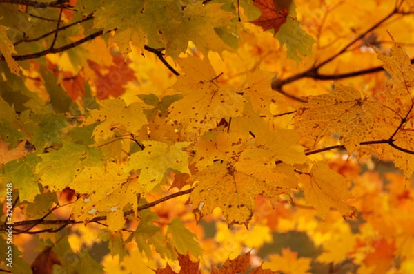 Fototapeta Roan Mountain Fall
