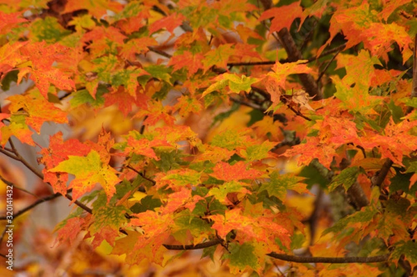 Fototapeta Roan Mountain Fall #2