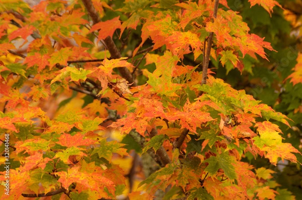 Fototapeta Roan Mountain Fall #3